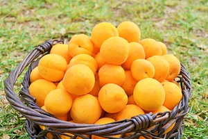 Marrakesh Organics