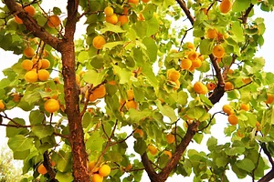 Marrakesh Organics