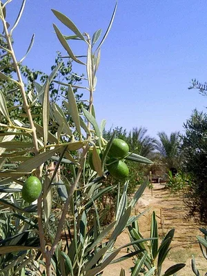 Habiba Organic Farm