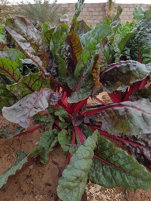 Habiba Organic Farm