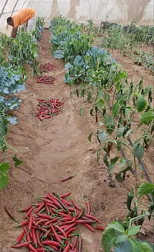 Habiba Organic Farm