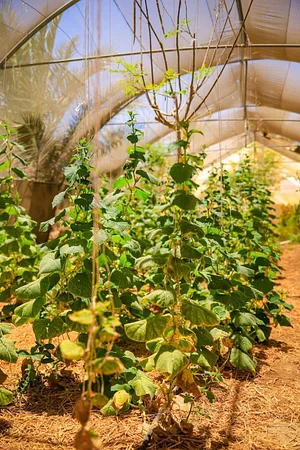 Habiba Organic Farm