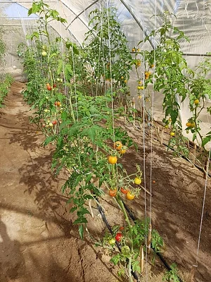Habiba Organic Farm