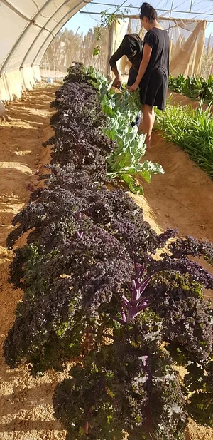 Habiba Organic Farm