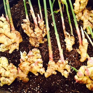 Regenerative Agriculture at Kupa'a