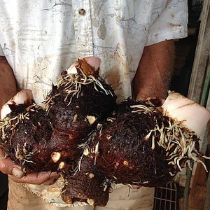 Regenerative Agriculture at Kupa'a