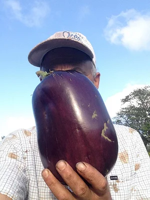 Regenerative Agriculture at Kupa'a