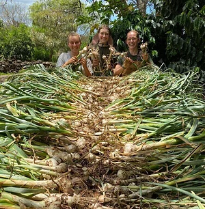 Regenerative Agriculture at Kupa'a