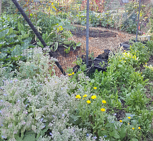 Cloverfield Organic Farm