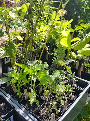 Cloverfield Nursery Plants