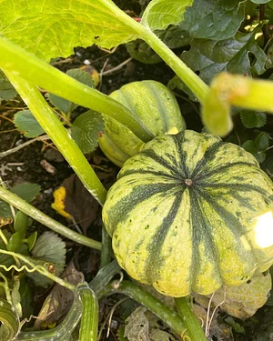 U-Pick Organic Farm Produce