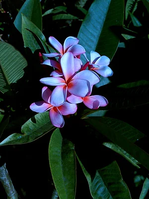 Plumeria grow very well here and we often can sell plants and cuttings of named and unnamed varieties.