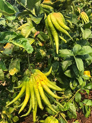 Buddha's hands ripening, and ready for creating room fragrance, and for candying for dessert