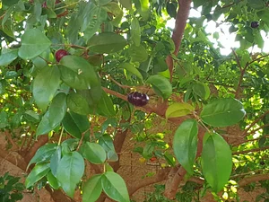 Pitanga