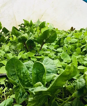 Garth Organic Garden