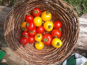 Garth Organic Garden