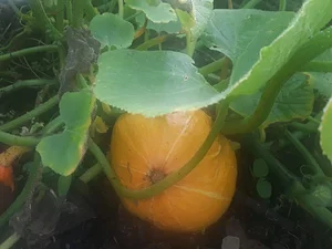 Garth Organic Garden