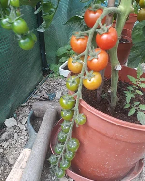 Garth Organic Garden