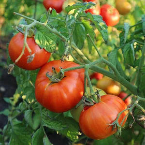 Watercliff Permaculture Farm