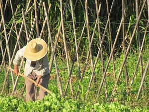 NEA Rede de Agroecologia da Unicamp