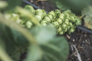 Watercliff Permaculture Farm