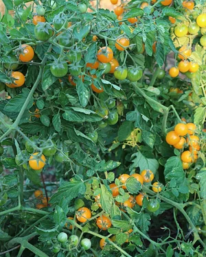 Watercliff Permaculture Farm