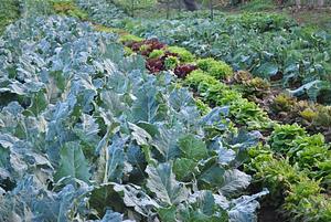 Kupa'a Farms