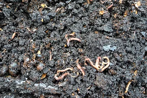 Regenerative Agriculture at Kupa'a