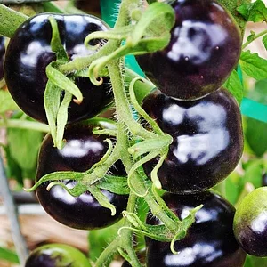 Regenerative Agriculture at Kupa'a