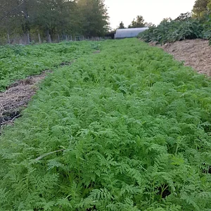 Agroecology in Plum Village Happy Farm