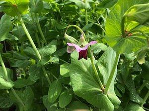 De Ommuurde Tuin