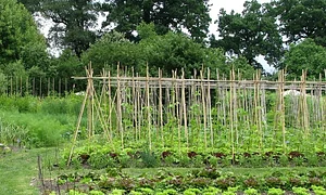 De Ommuurde Tuin