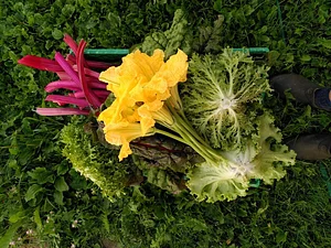 Hainkultur