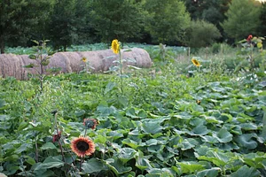 Agroecology in Plum Village Happy Farm
