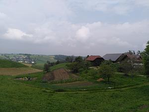 Keyline terraces with berry bushes planted along the edges