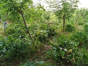 Agroforestry in Vonudrau Homestead Permaculture Farm