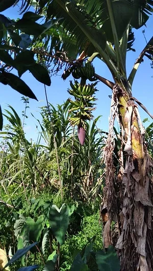 Agroforestry in Vonudrau Homestead Permaculture Farm