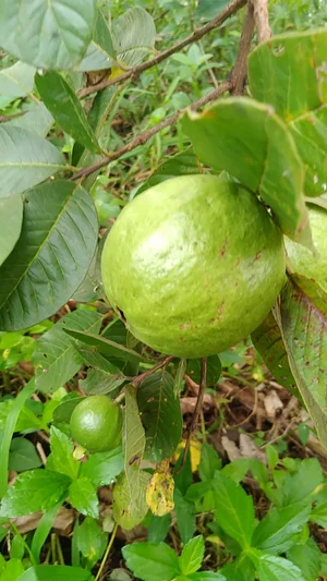 Agroforestry in Vonudrau Homestead Permaculture Farm