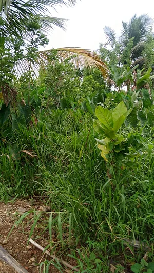 Agroforestry in Vonudrau Homestead Permaculture Farm