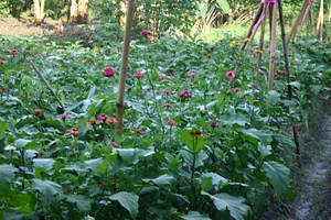 Learning Center at Kuatro Maria's Agroecology Farm