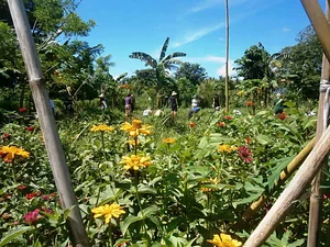 Our Agroforesty