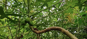 Learning Center at Kuatro Maria's Agroecology Farm