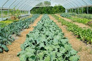 Ncsu Agroecology Education Farm