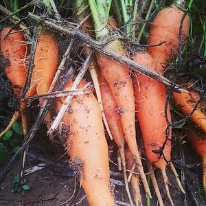 NCSU Agroecology Education Farm