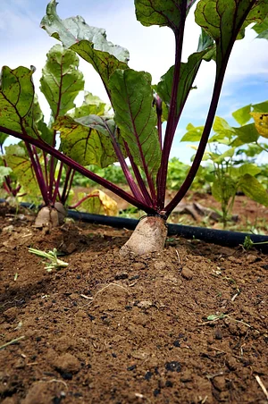 NCSU Agroecology Education Farm