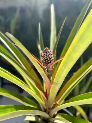 Our pineapple is looking beautiful