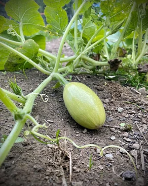 Seed Program