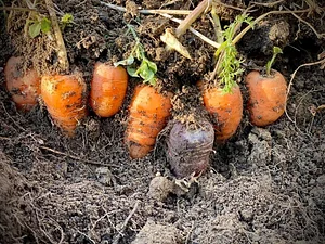 Seed Program