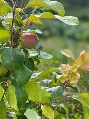 Seed Program