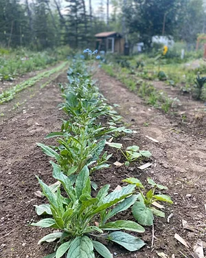 Seed Program